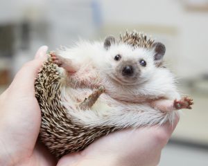 pygmy hedgehog