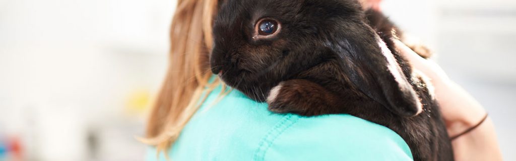 Black rabbit with vet