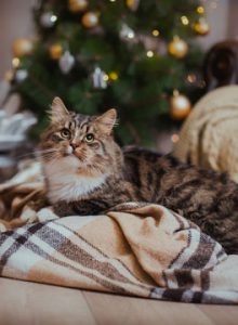 Christmas cat on blanket