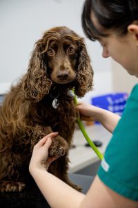 Nurse with brown dog